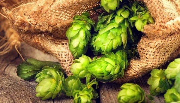 Tác dụng của hoa bia