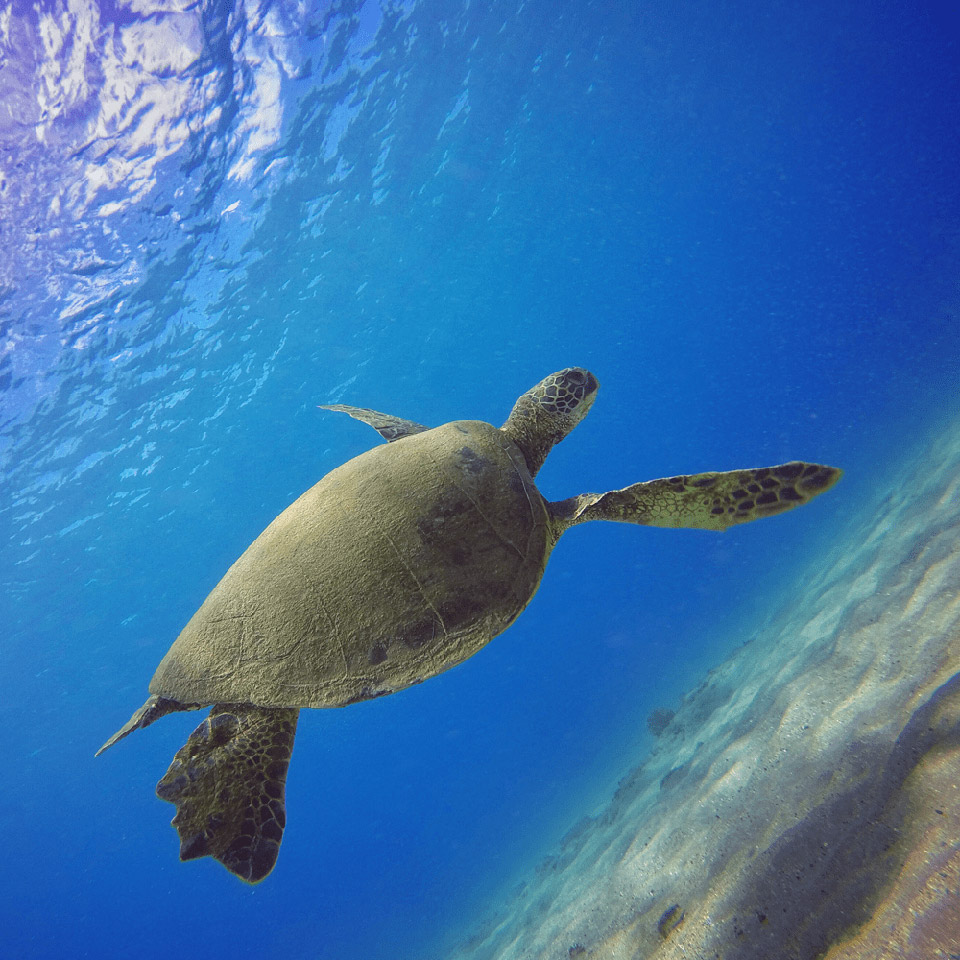 Polarpro GoPro Hero5 Super Suit- Aqua Filter 3-Pack H5B-1016-SS