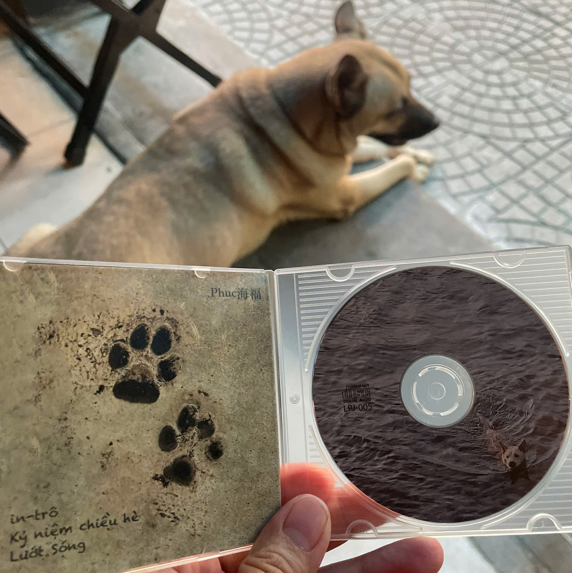 EP “Kỷ niệm chiều hè” 8cm」- Phuc海福