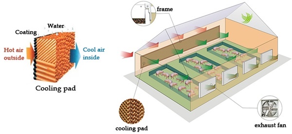 Nguyên lý tấm làm mát cooling pad và ứng dụng thực tế
