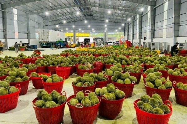 Các giải pháp thông gió nhà kho thực phẩm Quảng Ninh hiệu quả nhất