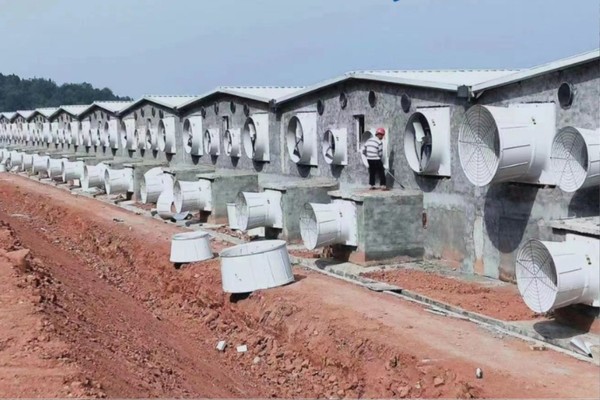 Ứng dụng công nghệ làm mát trang trại chăn nuôi tại Hải Phòng