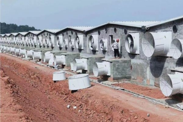 Lợi ích làm mát trang trại chăn nuôi: Chìa khóa tăng năng suất