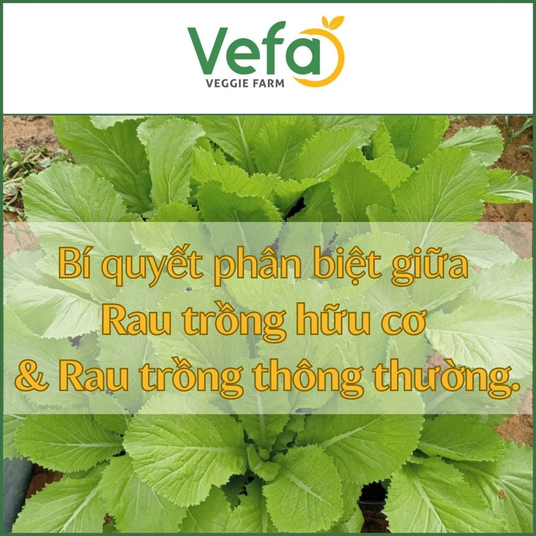 Bí quyết phân biệt rau trồng hữu cơ và rau trồng thông thường