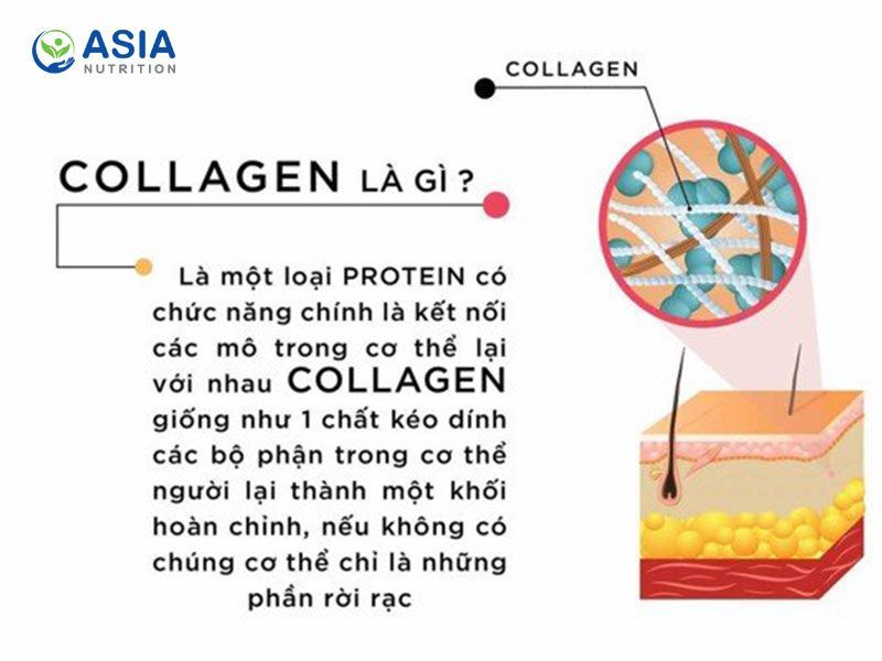 Collagen là một loại protein trong cơ thể