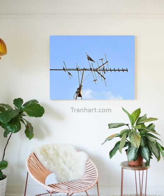 Tranh canvas những chú chim T3 - 60x80cm