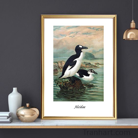 Tranh canvas alcidae - 50x70cm