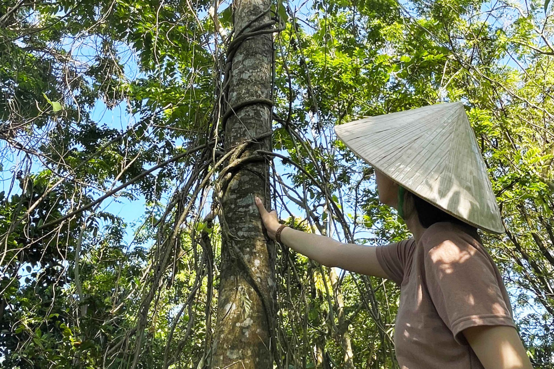 Phát triển ngành Tinh dầu Trầm Hương bền vững bằng phương pháp tạo Trầm sinh học