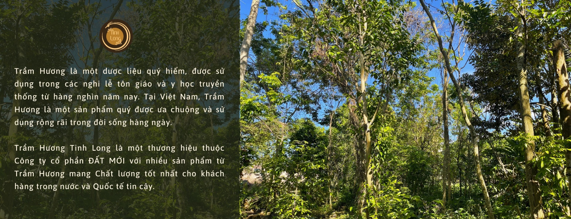 Ảnh trang chủ 1