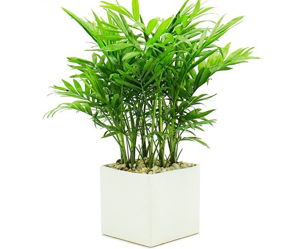 Cây phong thủy để bàn