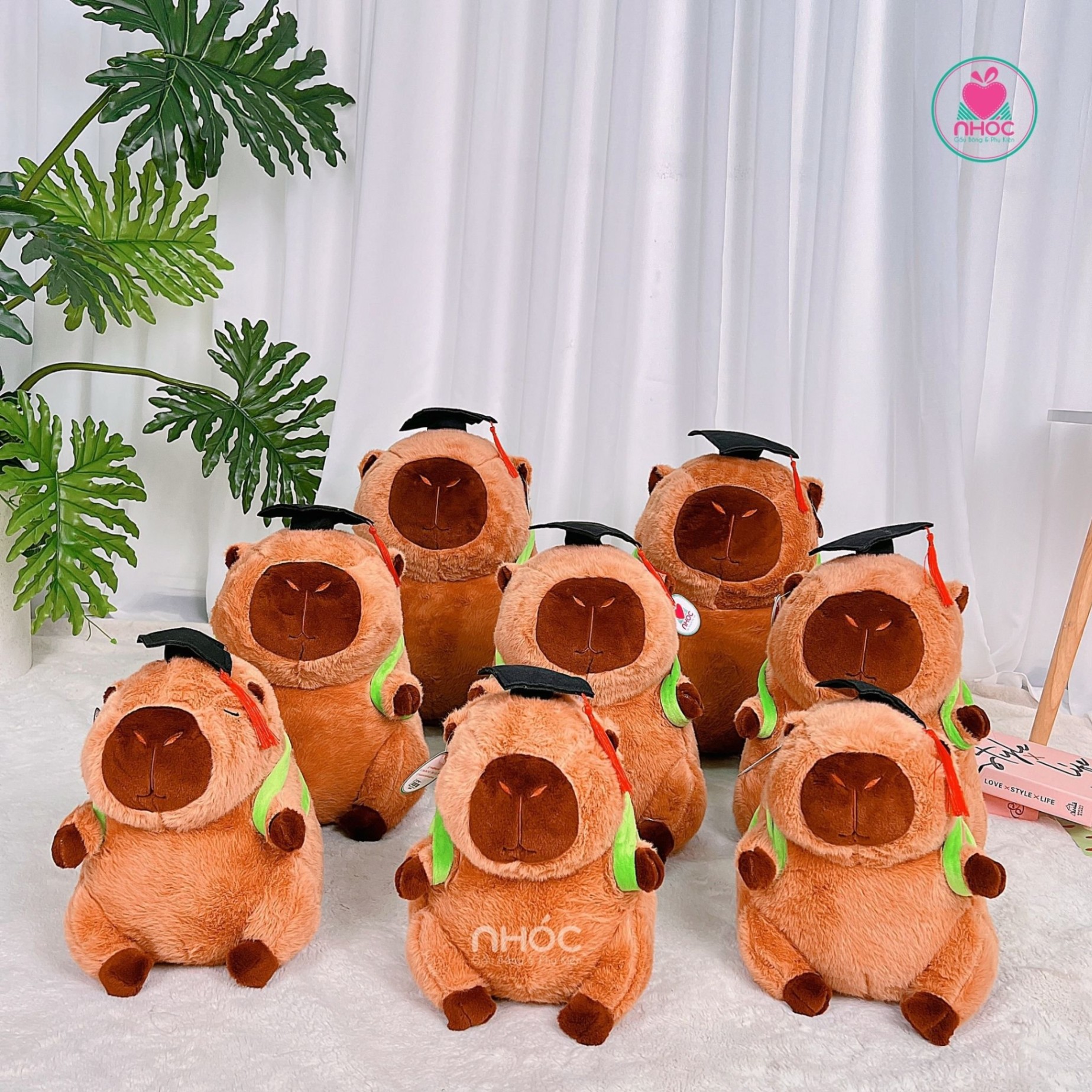 Gấu tốt nghiệp Capybara lông xù TC