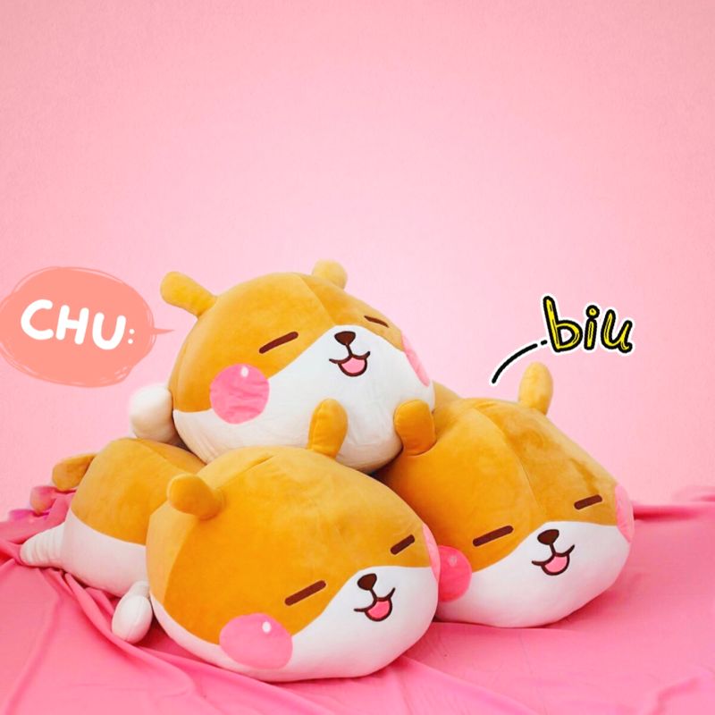 Shiba bông má hồng