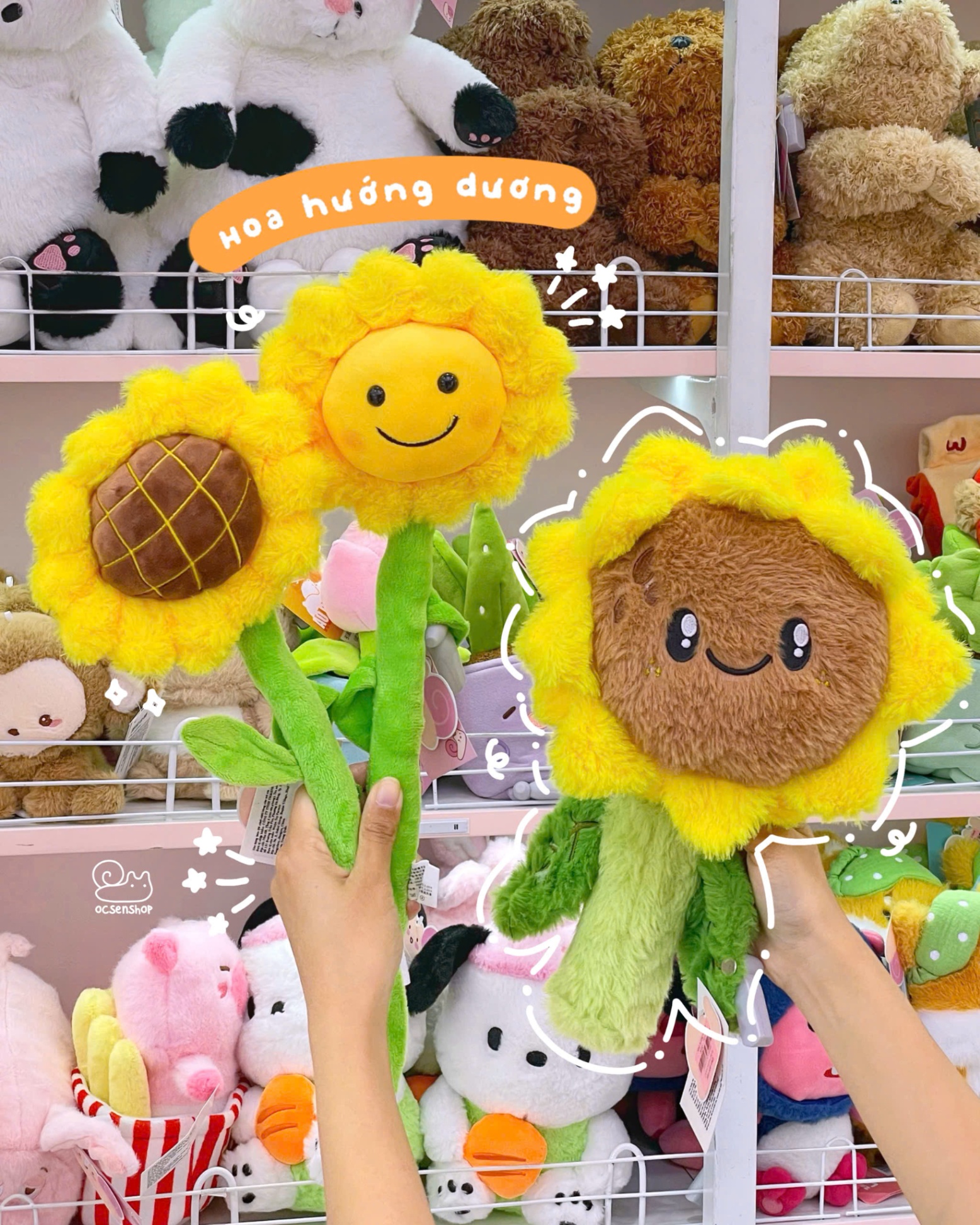 Hoa hướng dương bông