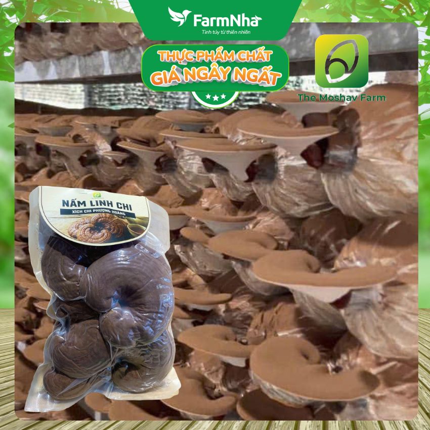 (Combo 2) Nấm Linh Chi Xích Chi Phượng Hoàng Moshav Farm 100gr Nguyên Tai Sấy Khô - Hỗ Trợ Sức Khỏe Toàn Diện