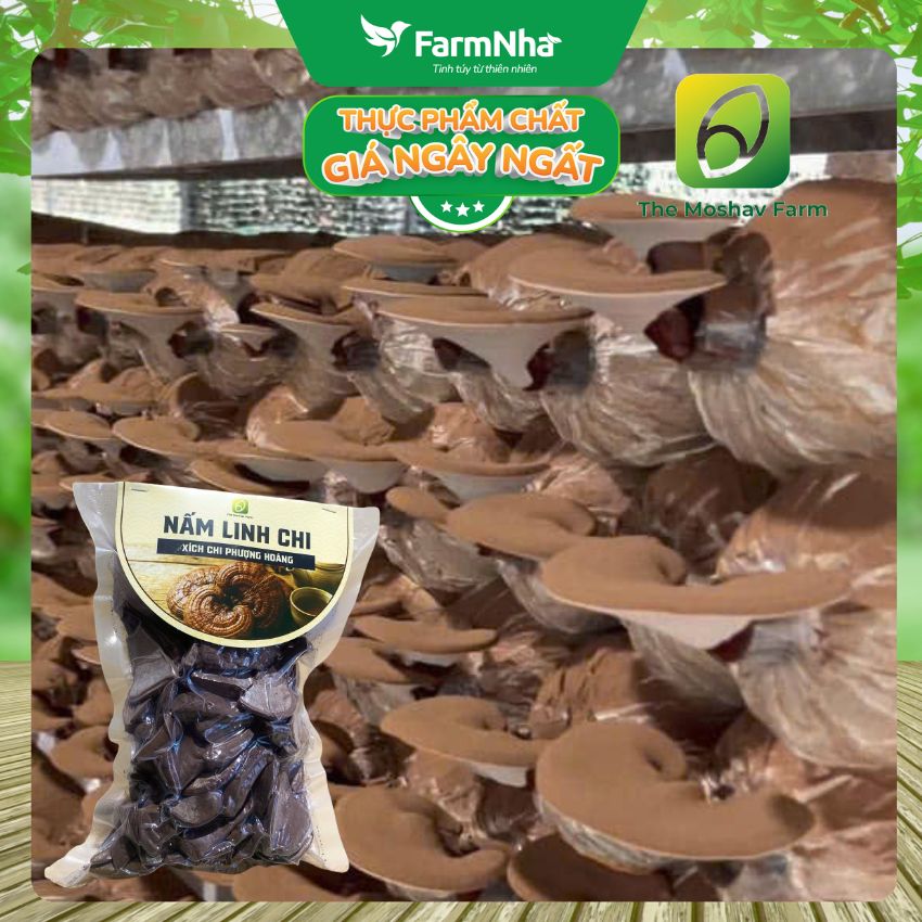 (Combo 3) Nấm Linh Chi Xích Chi Phượng Hoàng Moshav Farm 100gr Cắt Lát Sấy Khô - Hỗ Trợ Sức Khỏe Toàn Diện