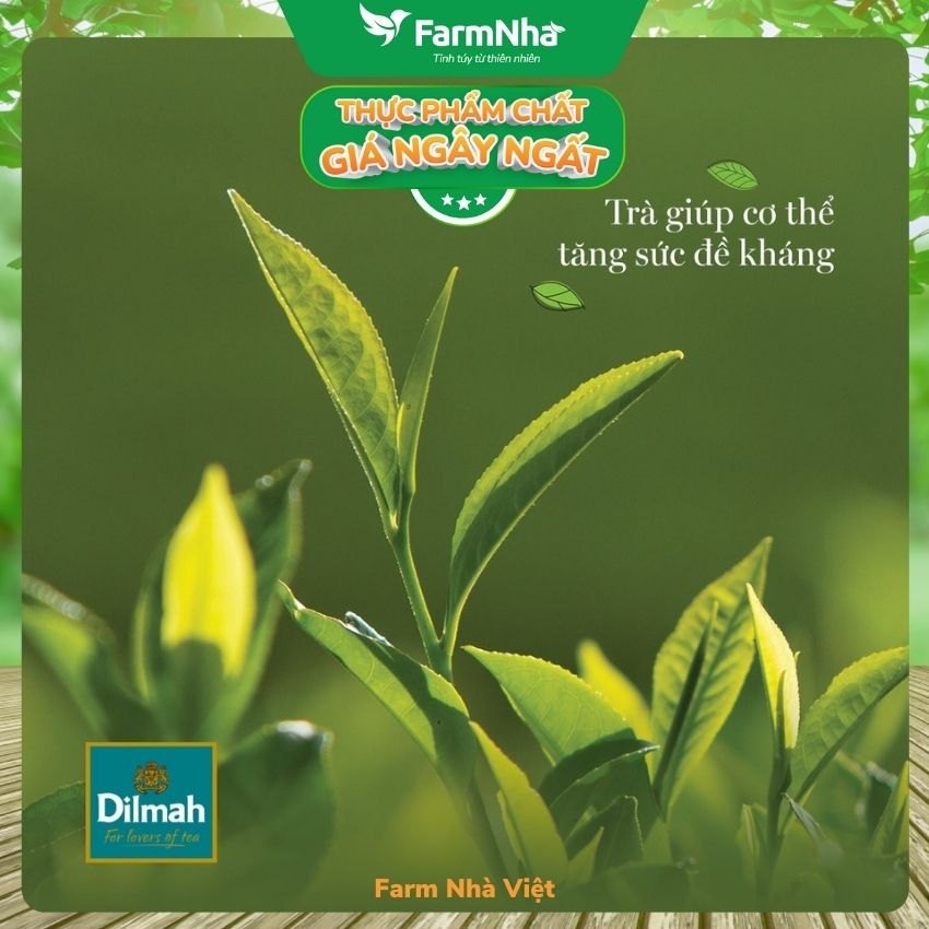 Trà Dilmah Pure Green Tea All Natural 30g 20 túi x 1,5gr Trà xanh tinh khiết - Tinh hoa trà Sri Lanka