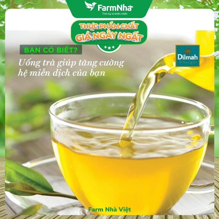 (Combo 2 Hộp) Trà Dilmah Pure Green Tea All Natural 30g 20 túi x 1,5gr Trà xanh tinh khiết - Tinh hoa trà Sri Lanka