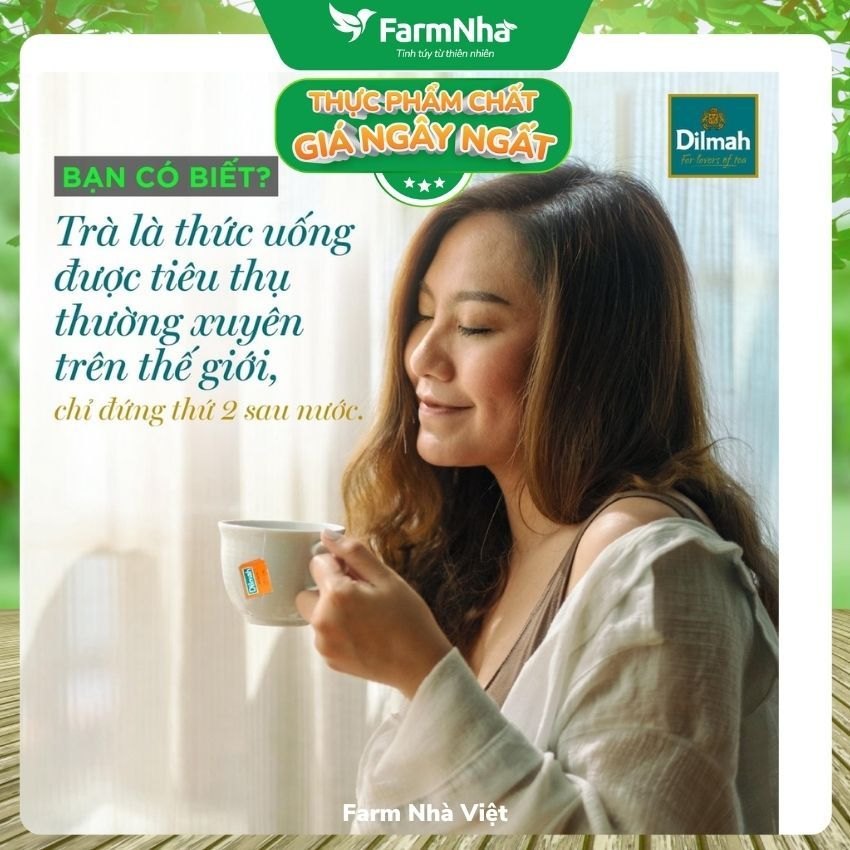 (Combo 3) Trà Dilmah Green Tea with Jasmine Petals 150g 100 Túi x 1.5g (Túi Bạc Riêng Biệt) - Hương Hoa Nhài Tự Nhiên Dịu Dàng và Tinh Khiết