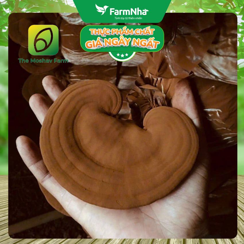 Nấm Linh Chi Xích Chi Phượng Hoàng Moshav Farm 100gr Cắt Lát Sấy Khô - Hỗ Trợ Sức Khỏe Toàn Diện