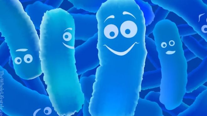 Lactobacillus là gì? Vai trò của lợi khuẩn đối với sức khỏe vùng kín