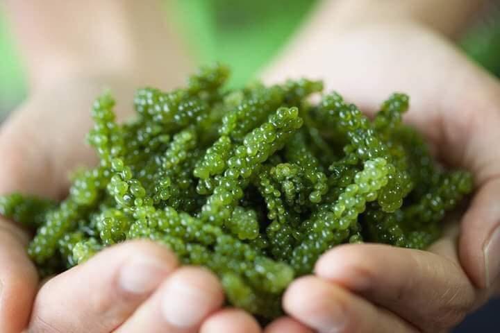 Algae Tảo xoắn Spirulina, Nhật Bản (2200v)
