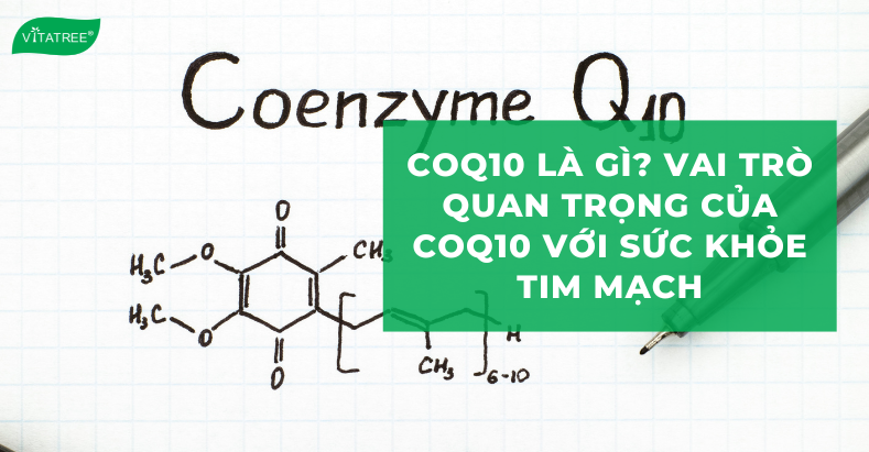 CoQ10 Là Gì? Vai Trò Quan Trọng Của CoQ10 Với Sức Khỏe Tim Mạch 