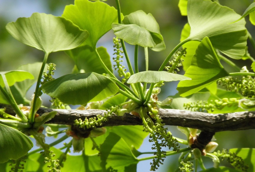 Viên bổ não Vitatree Ginkgo Plus