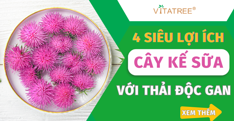 cây kế sữa thải độc gan