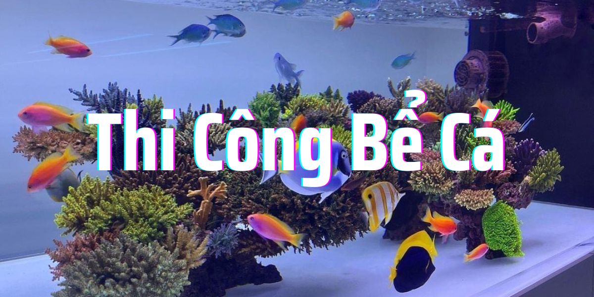 Thiết kế thi công bể cá biển san hô tại Hà Nội - Mang Biển về Nhà