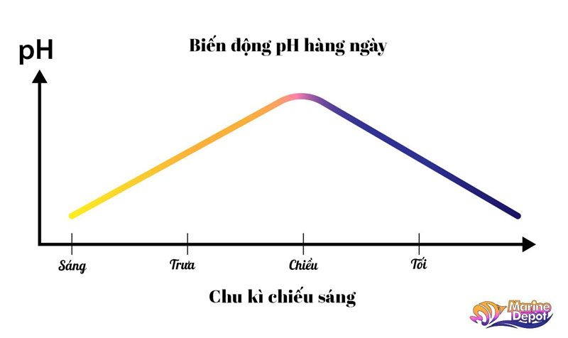 Cách tăng pH trong hồ cá cảnh biển