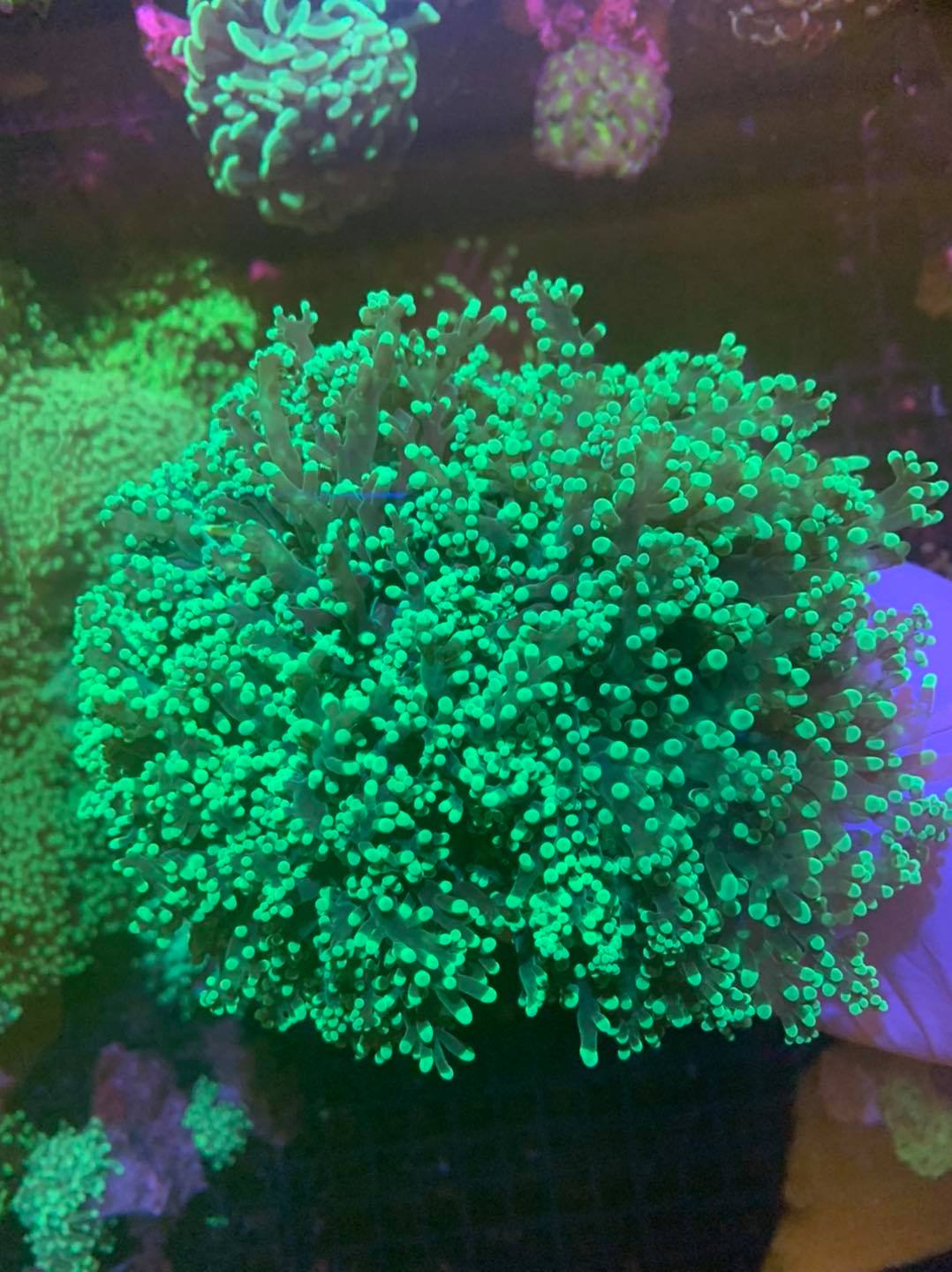 Mè - Frogspawn Coral