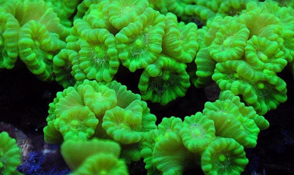 Candy Cane Coral - San hô kẹo