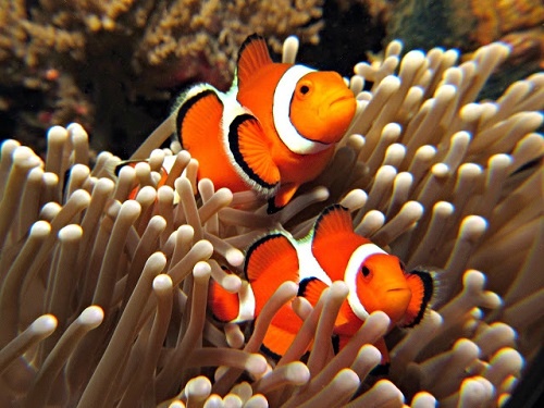 Cá hề - Nemo - Clowfish