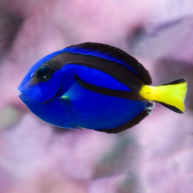 Cá Bắp Nẻ Xanh ( Dory )