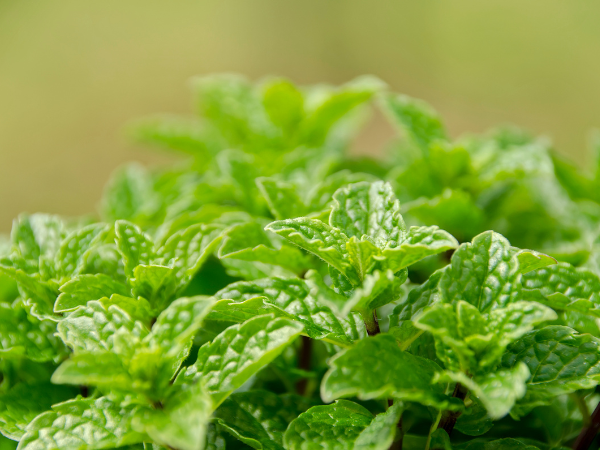 Bạc hà (Peppermint) - Loài cây đậm chất tình cảm gắn kết bền lâu 