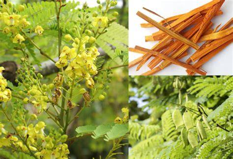 Tô mộc và những tác dụng chữa bệnh cần biết