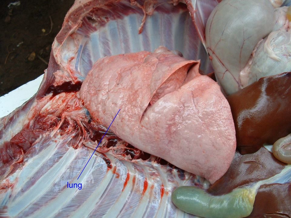 Phổi ngựa bạch ngâm mật ong chống ho viêm / 1 bình