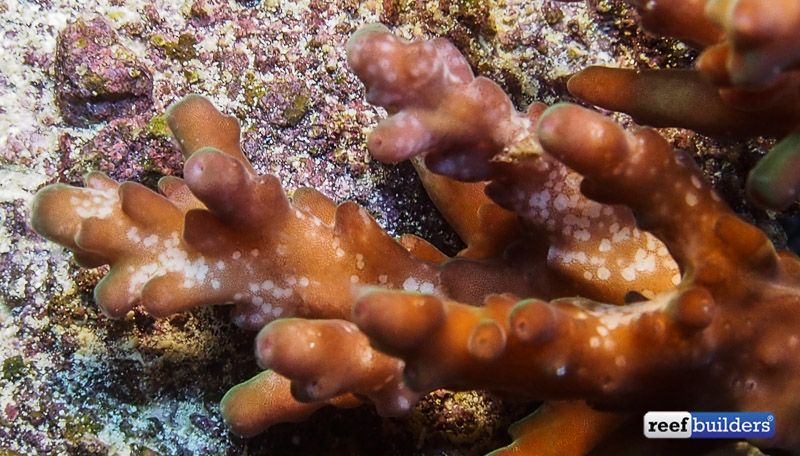 Cách xử lý Acropora Eating Flatworms trong hồ cá biển