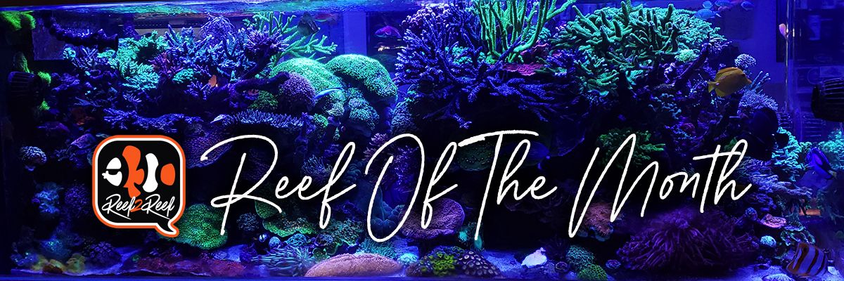 REEF OF THE MONTH: Tháng 10/2021 - Bể 400 gallons của Charlie Pace