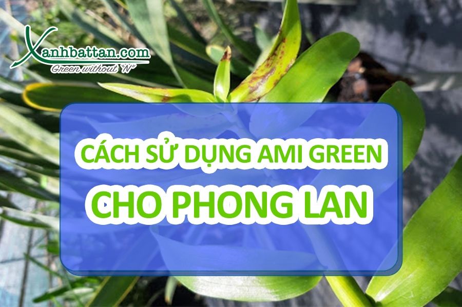 Ami Green Cho Lan – Phân Bón Kích Rễ, Dưỡng Lá Và Phục Hồi Lan Suy Hiệu Quả Ami Green Cho Lan – Phân Bón Kích Rễ, Dưỡng Lá Và Phục Hồi Lan Suy Hiệu Quả