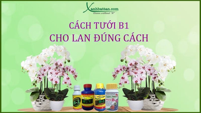 Cách Tưới B1 Cho Lan Đúng Cách Không Phải Ai Cũng Biết?