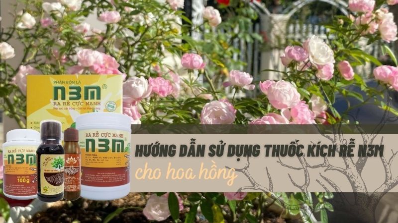 Hướng Dẫn Sử Dụng Thuốc Kích Rễ N3M Cho Hoa Hồng