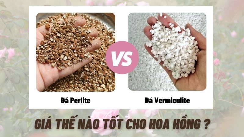 Đá Perlite Và Vermiculite: Giá Thể Nào Tốt Cho Hoa Hồng