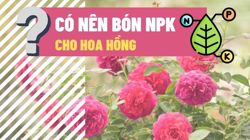 Có Nên Bón NPK Cho Hoa Hồng Không?