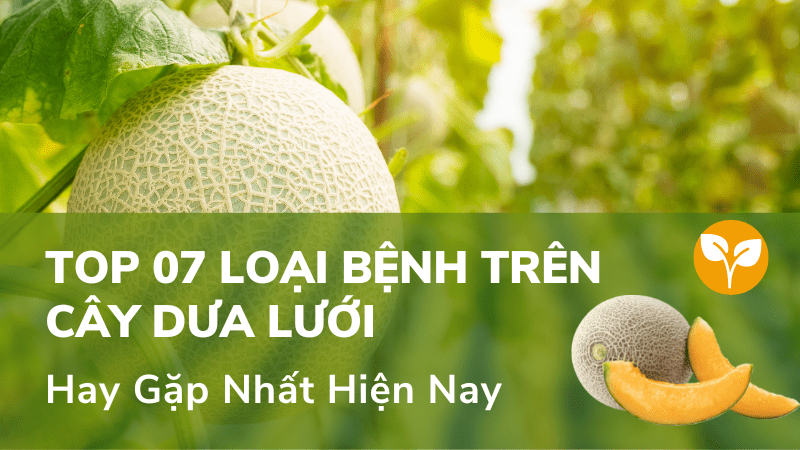 Top 07 Loại Bệnh Trên Cây Dưa Lưới Hay Gặp Nhất Hiện Nay