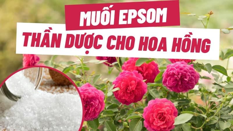 Muối Epsom Cho Hoa Hồng: Công Dụng & Cách Sử Dụng