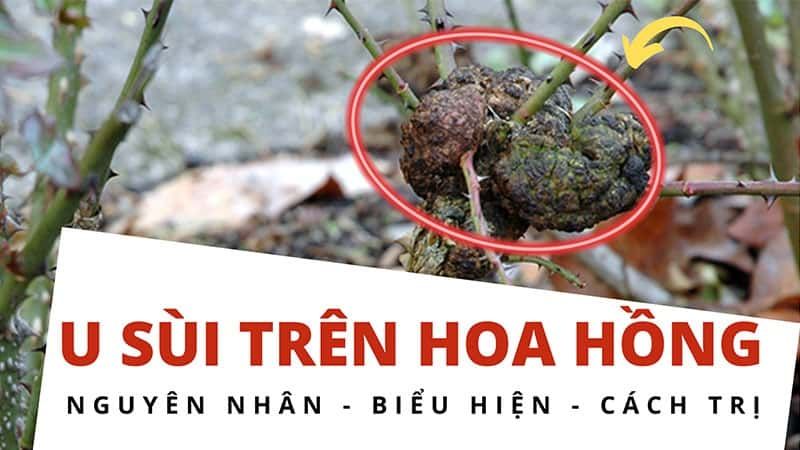 U Sùi Trên Hoa Hồng: Nguyên Nhân - Biểu Hiện - Cách Trị Dứt Điểm