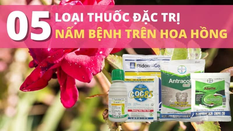 Tops 05 Loại Thuốc Trị Bệnh Nấm Hoa Hồng Tốt Nhất Hiện Nay