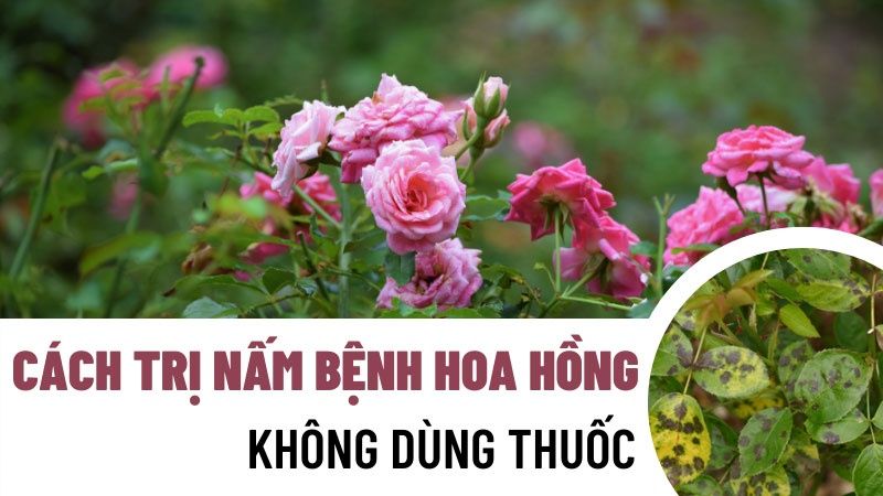 Tips 05 Cách Trị Nấm Cho Hoa Hồng Không Dùng Thuốc