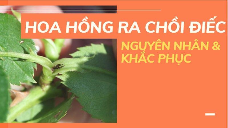 Hoa Hồng Ra Nhiều Chồi Điếc: Cách Nhận Biết Và Khắc Phục